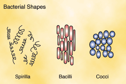 bacteria shapes in blood